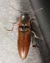 Agriotes collaris - photo 5