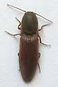 Agriotes ferrugineipennis