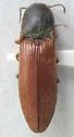 Agriotes ferrugineipennis - photo 3