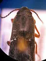 Agriotes ferrugineipennis - photo 4