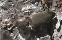 Agriotes fucosus