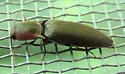Agriotes fucosus - photo 2
