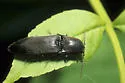Agriotes fucosus - photo 3