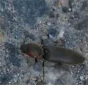 Agriotes fucosus - photo 4