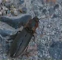 Agriotes fucosus - photo 5