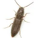 Agriotes insanus - photo 2