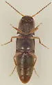 Agriotes insanus - photo 4