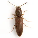 Agriotes insanus - photo 5