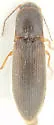 Agriotes isabellinus