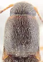 Agriotes isabellinus - photo 2