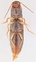 Agriotes isabellinus - photo 4