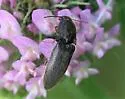 Agriotes isabellinus - photo 5