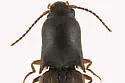 Agriotes limosus - photo 2