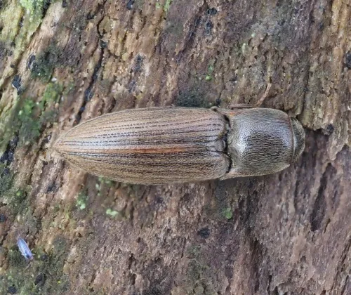 Agriotes lineatus