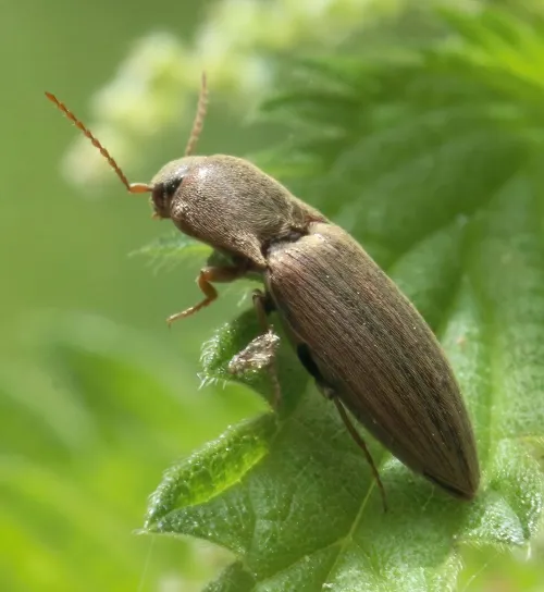 Agriotes lineatus - photo 2