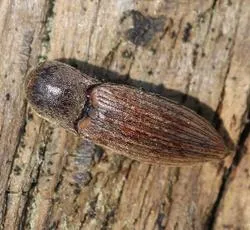 Agriotes lineatus - photo 3