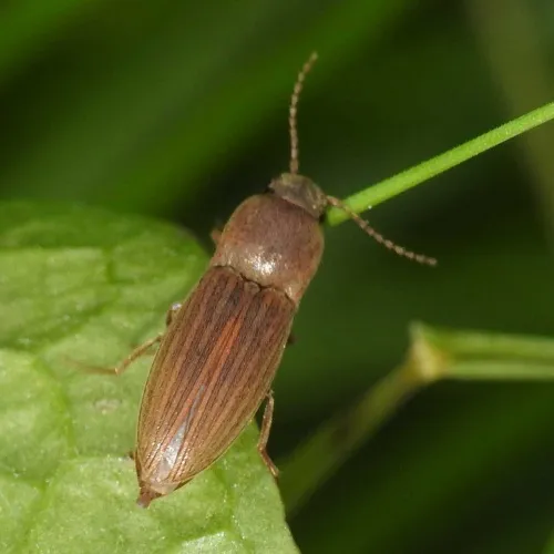 Agriotes lineatus - photo 4