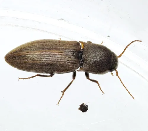 Agriotes lineatus - photo 6