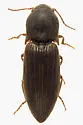 Agriotes mancus