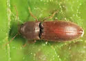 Agriotes mancus - photo 2