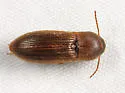 Agriotes mancus - photo 3