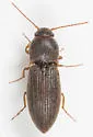 Agriotes mancus - photo 4