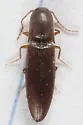 Agriotes oblongicollis - photo 2