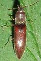 Agriotes oblongicollis - photo 3