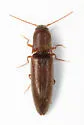 Agriotes oblongicollis - photo 5