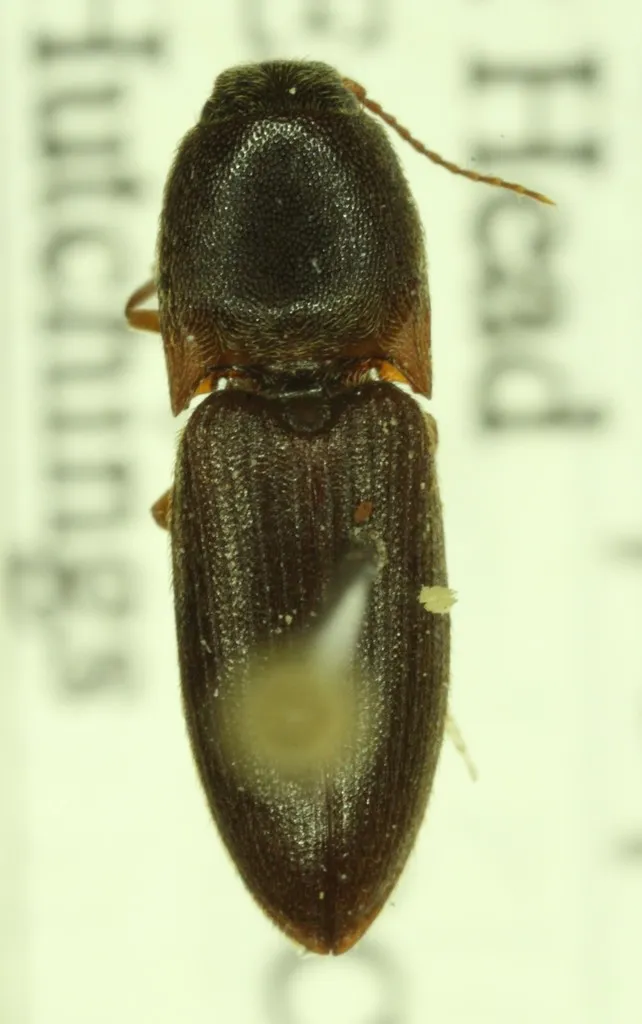Agriotes opaculus - photo 2
