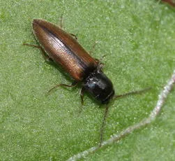 Agriotes pallidulus
