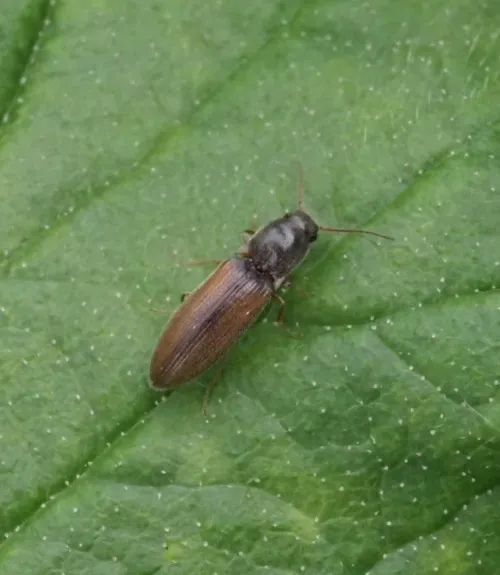 Agriotes pallidulus - photo 2