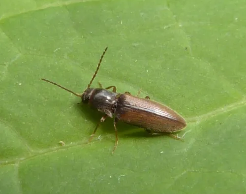 Agriotes pallidulus - photo 3