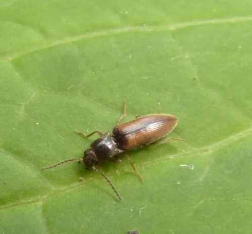 Agriotes pallidulus - photo 4