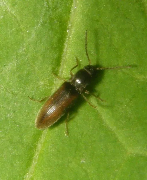 Agriotes pallidulus - photo 5