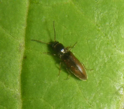 Agriotes pallidulus - photo 6