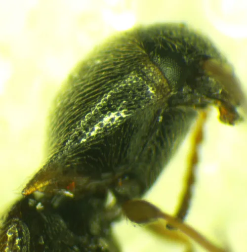 Agriotes pallidulus - photo 7