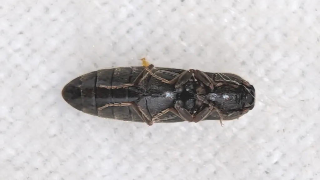 Agriotes pubescens - photo 2