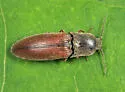 Agriotes quebecensis