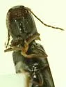 Agriotes sparsus - photo 2