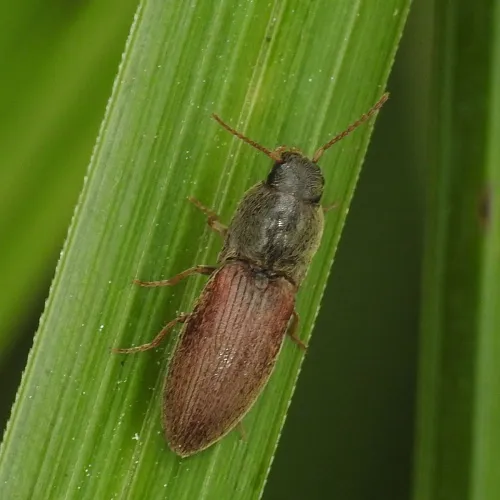 Agriotes sputator