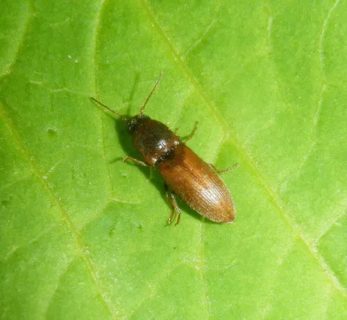 Agriotes sputator - photo 2
