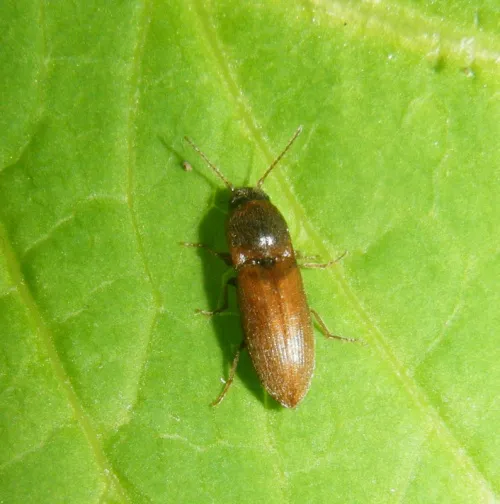 Agriotes sputator - photo 3