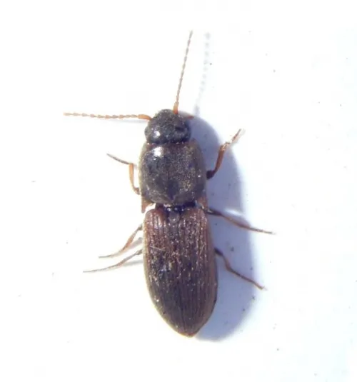 Agriotes sputator - photo 4