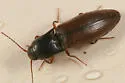 Agriotes stabilis - Agriotes stabilis