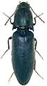 Agriotes stabilis - photo 2
