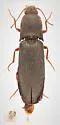 Agriotes stabilis - photo 4