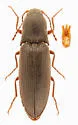 Agriotes stabilis - photo 5