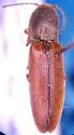 Agriotes tardus