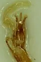 Agriotes thevenetii - photo 2